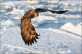White-tailed-Eagle;White-tailed-Sea-Eagle;Sea-Eagle;Haliaeetus-albicilla;Japan;O